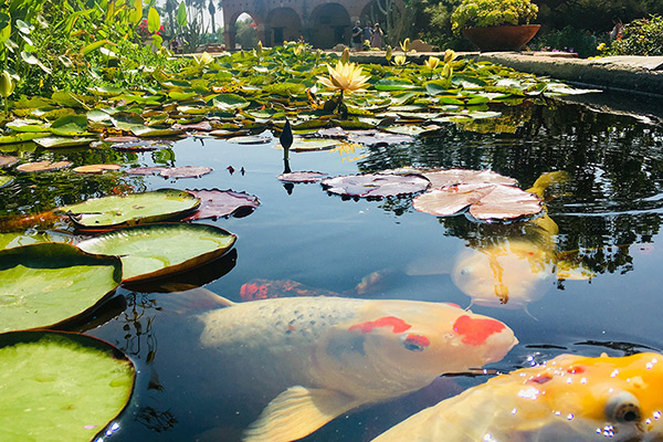 picture of koi fish